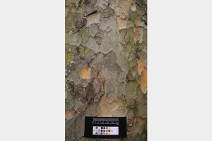 leafsnap-platanus-hispanicus-bark-on-grey-753x500