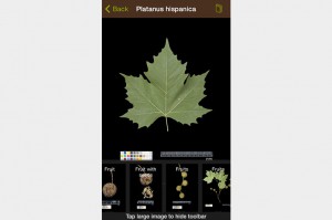 leafsnap-platanus-hispanicus-screenshot-on-grey-753x500